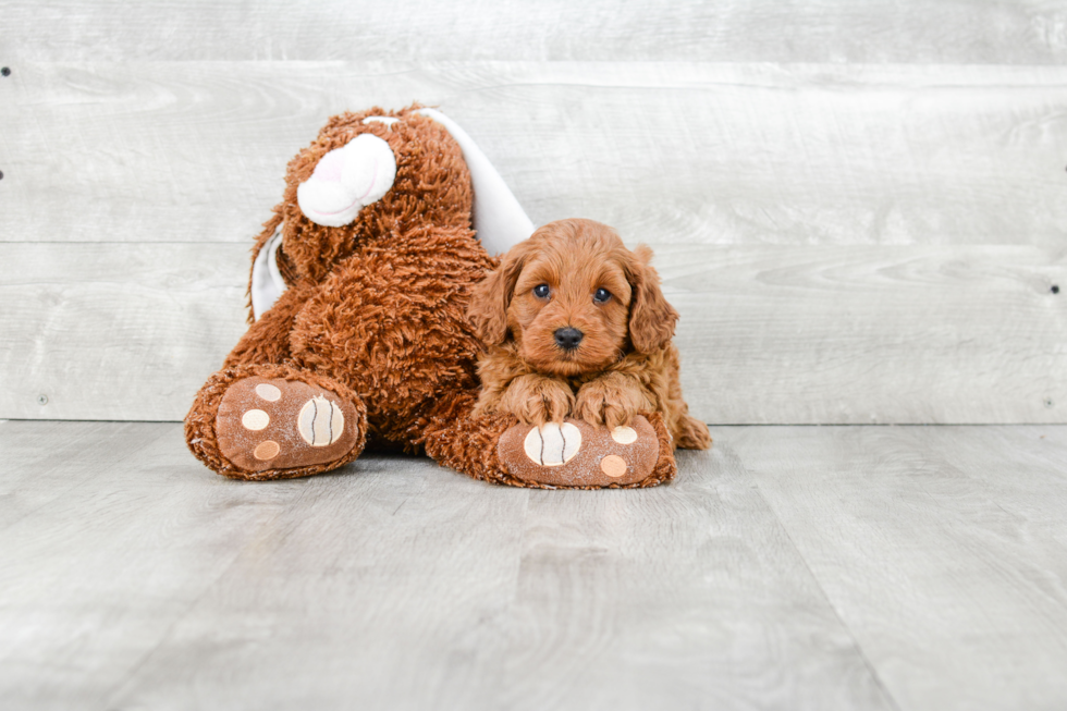 Playful Cavoodle Poodle Mix Puppy