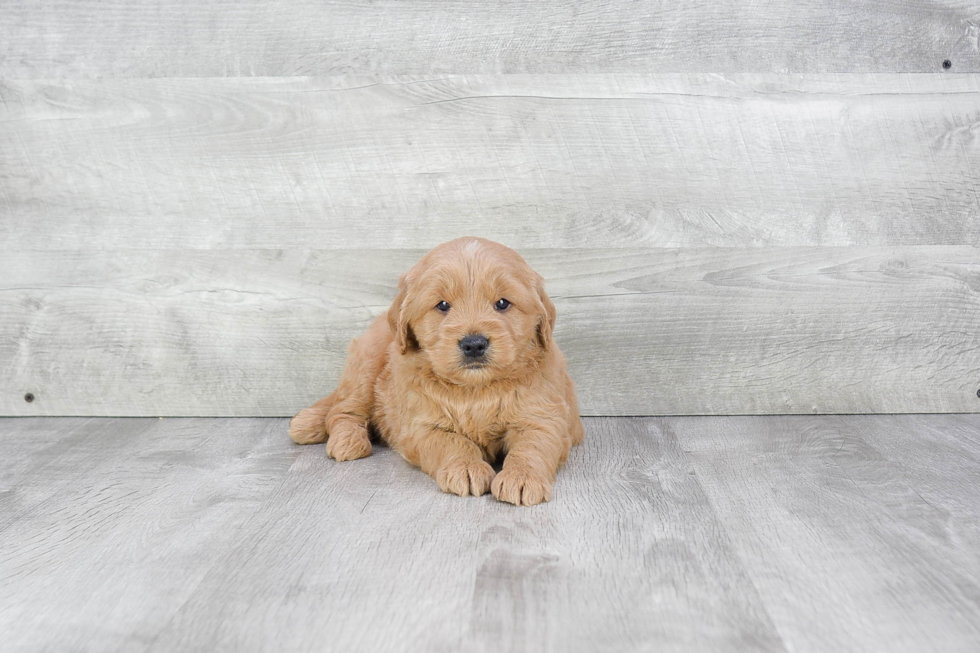 Mini Goldendoodle Puppy for Adoption