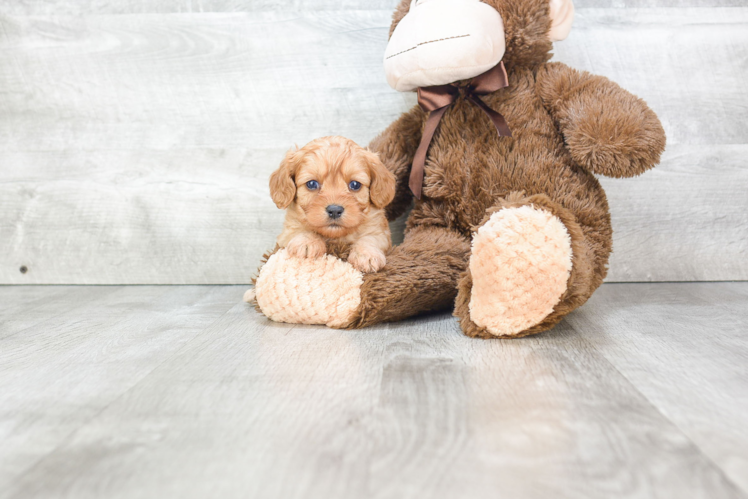 Best Cavapoo Baby