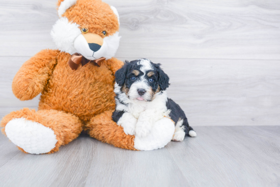 Little Bernadoodle Poodle Mix Puppy