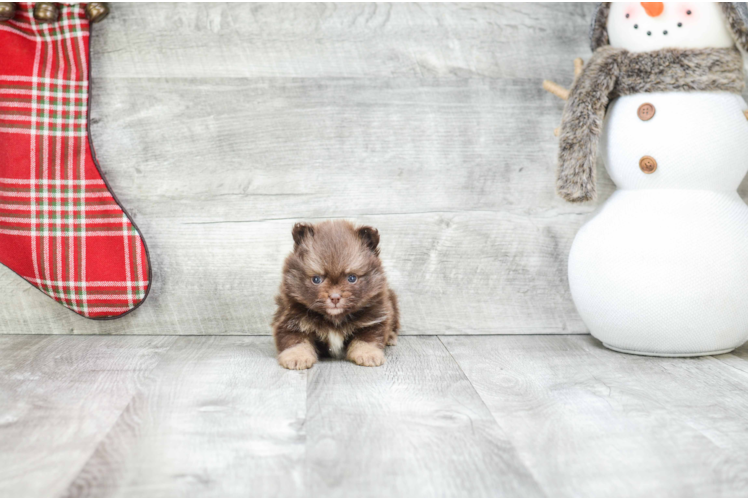 Petite Pomeranian Purebred Puppy