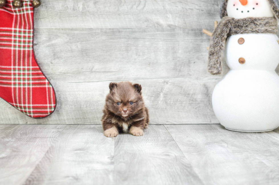 Petite Pomeranian Purebred Puppy