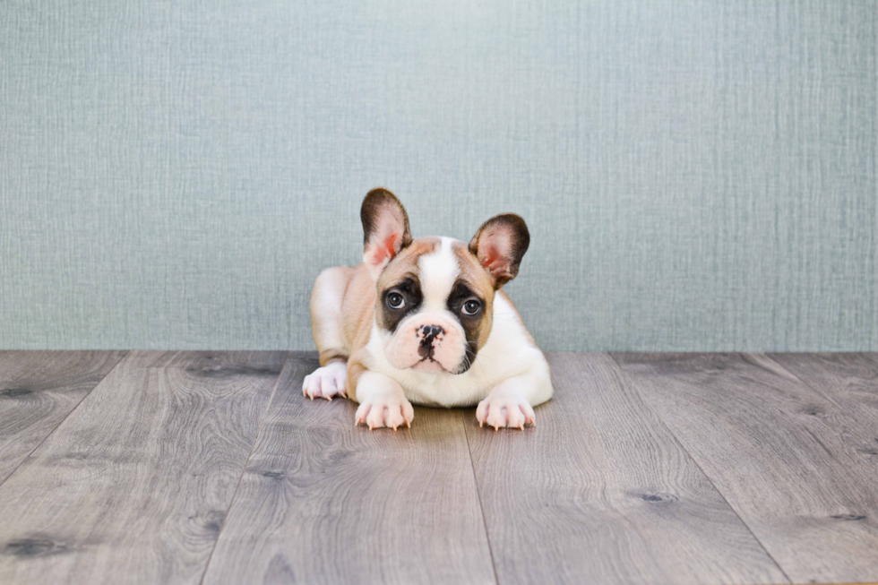 French Bulldog Pup Being Cute