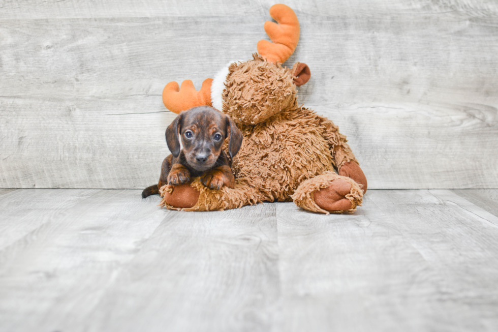 Cute Dachshund Purebred Pup