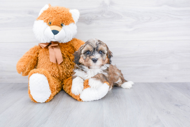 Sweet Mini Bernedoodle Baby