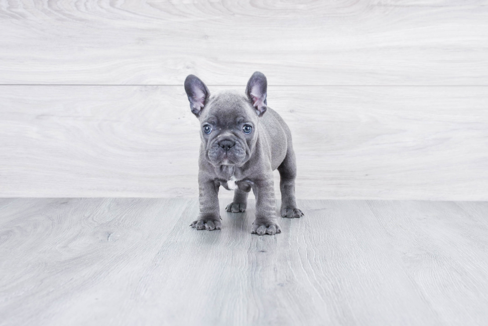 Best French Bulldog Baby