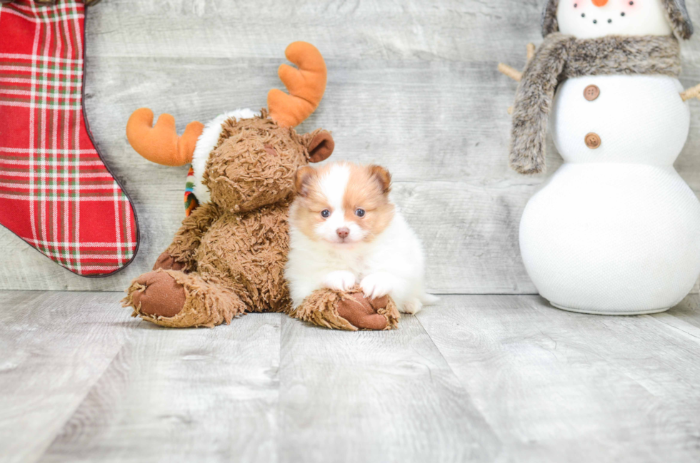 Popular Pomeranian Purebred Pup