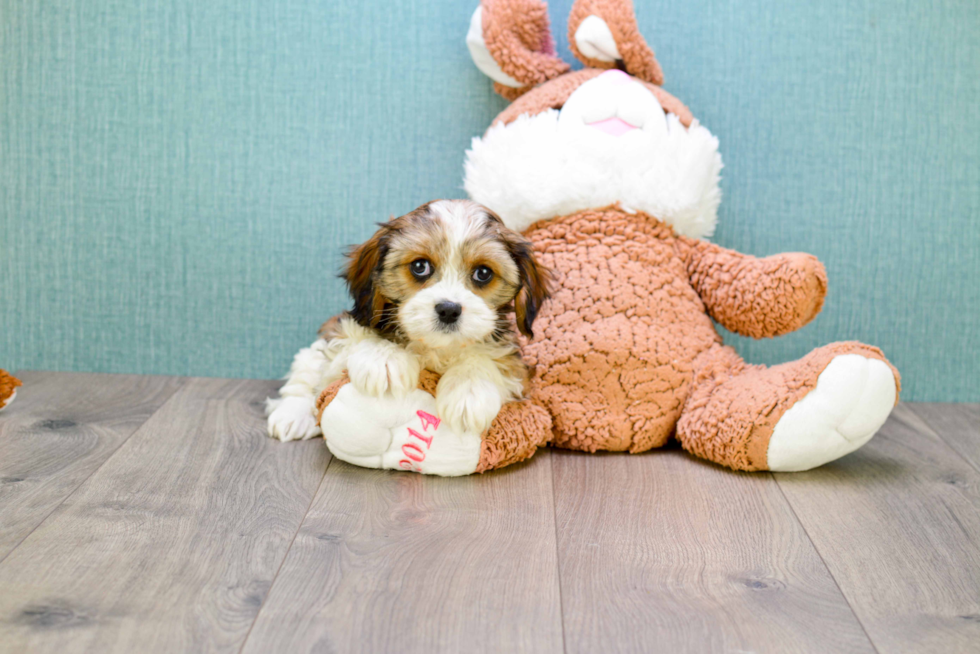 Meet Karl - our Cavachon Puppy Photo 