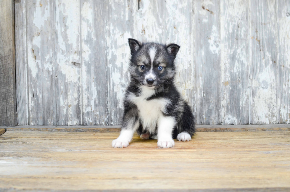 Pomsky Puppy for Adoption