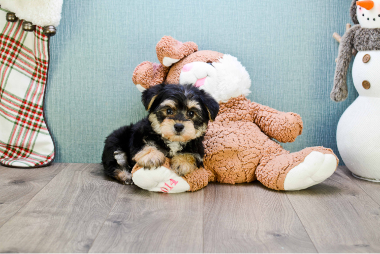 Little Yorkie Designer Puppy