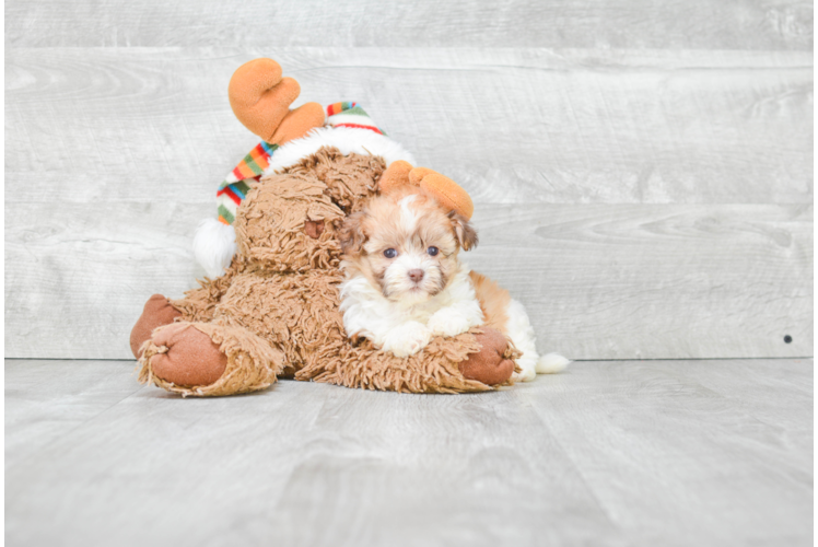 Havanese Puppy for Adoption