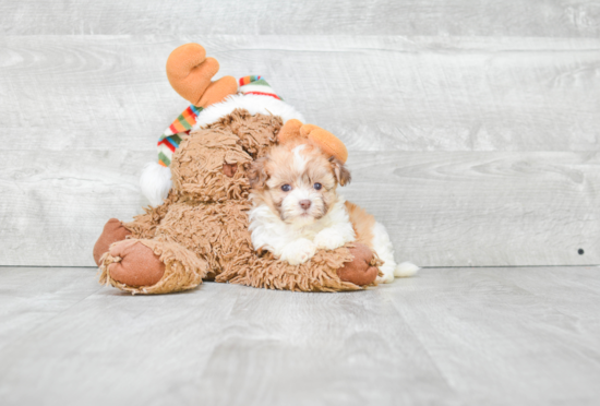 Havanese Puppy for Adoption