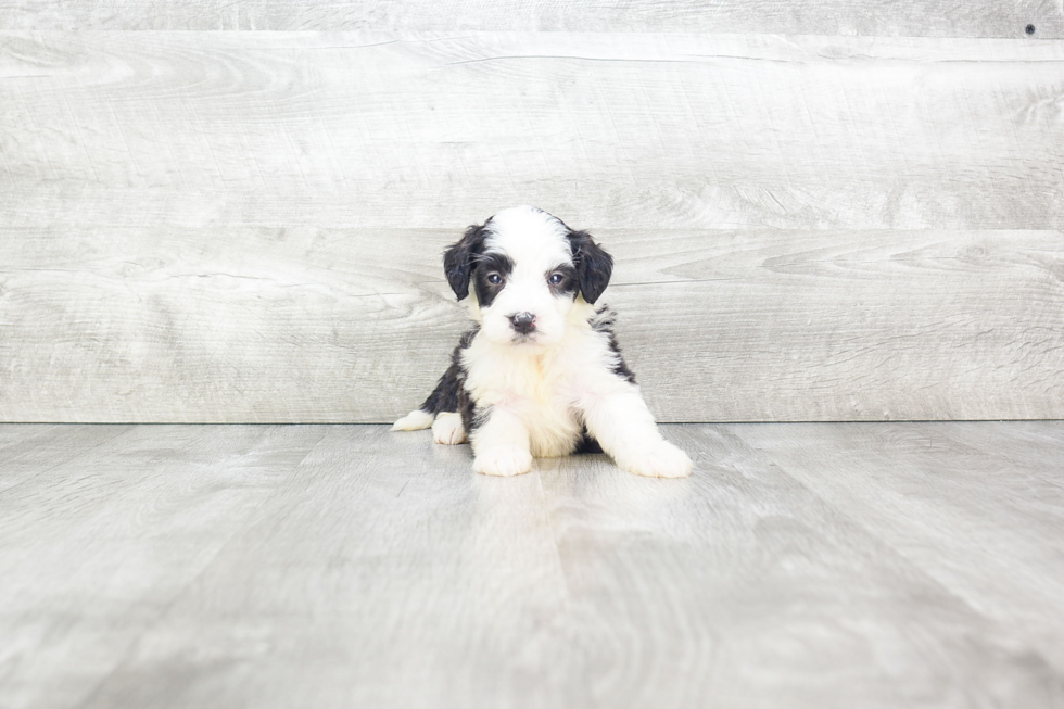 Best Mini Bernedoodle Baby