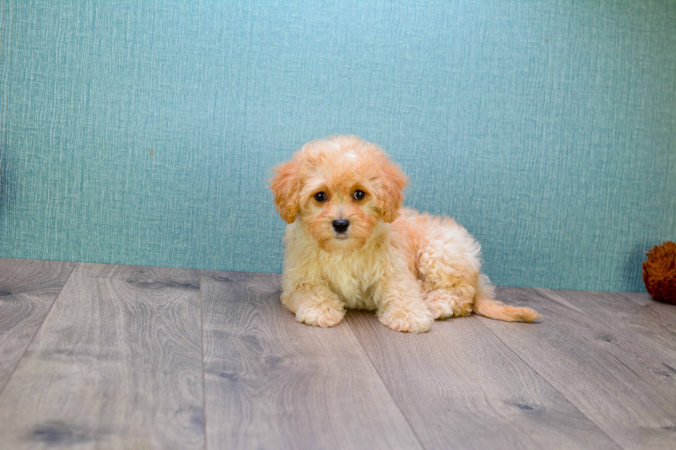 Cute Mini Goldendoodle Baby