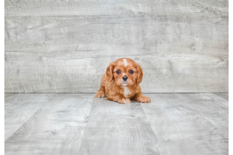 Cavalier King Charles Spaniel Puppy for Adoption