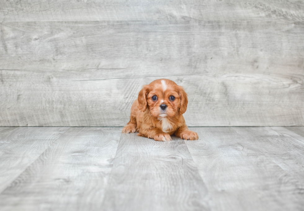 Cavalier King Charles Spaniel Puppy for Adoption