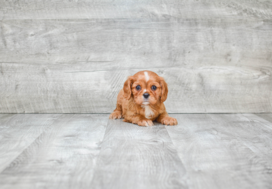 Cavalier King Charles Spaniel Puppy for Adoption