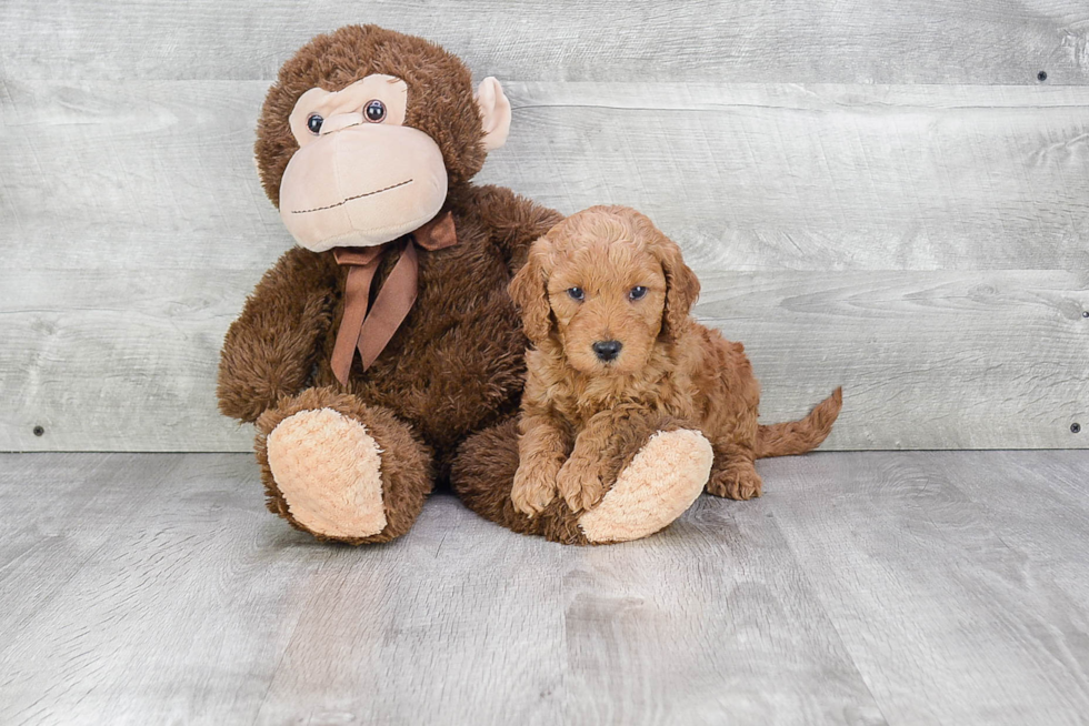 Mini Goldendoodle Pup Being Cute