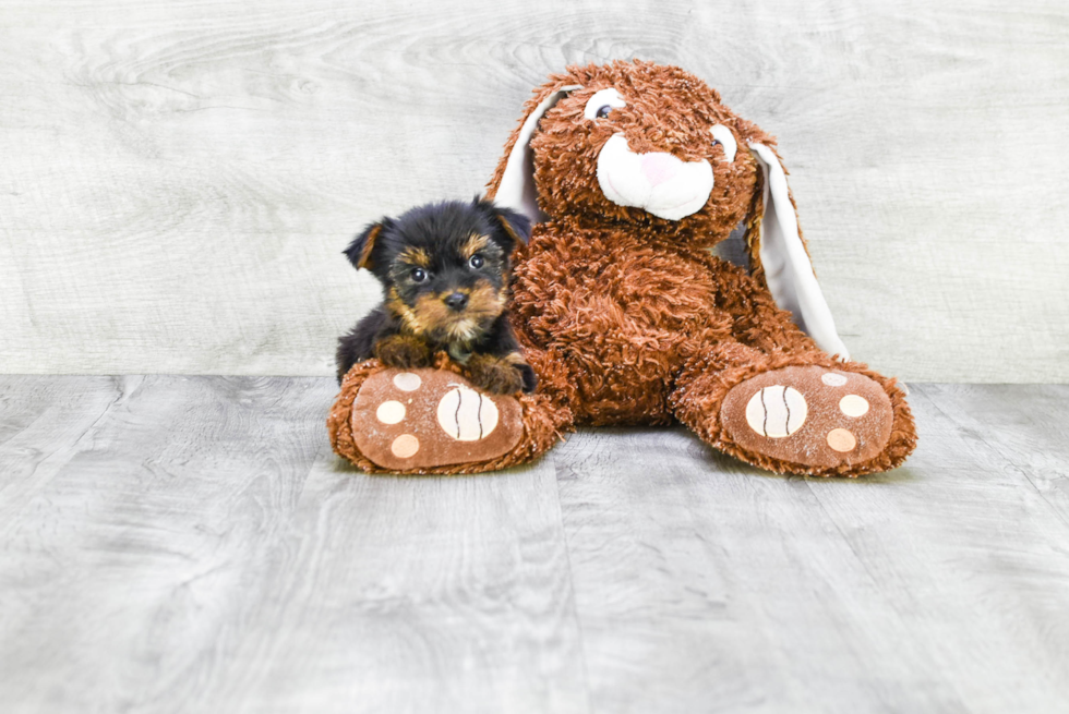 Meet Steph - our Yorkshire Terrier Puppy Photo 