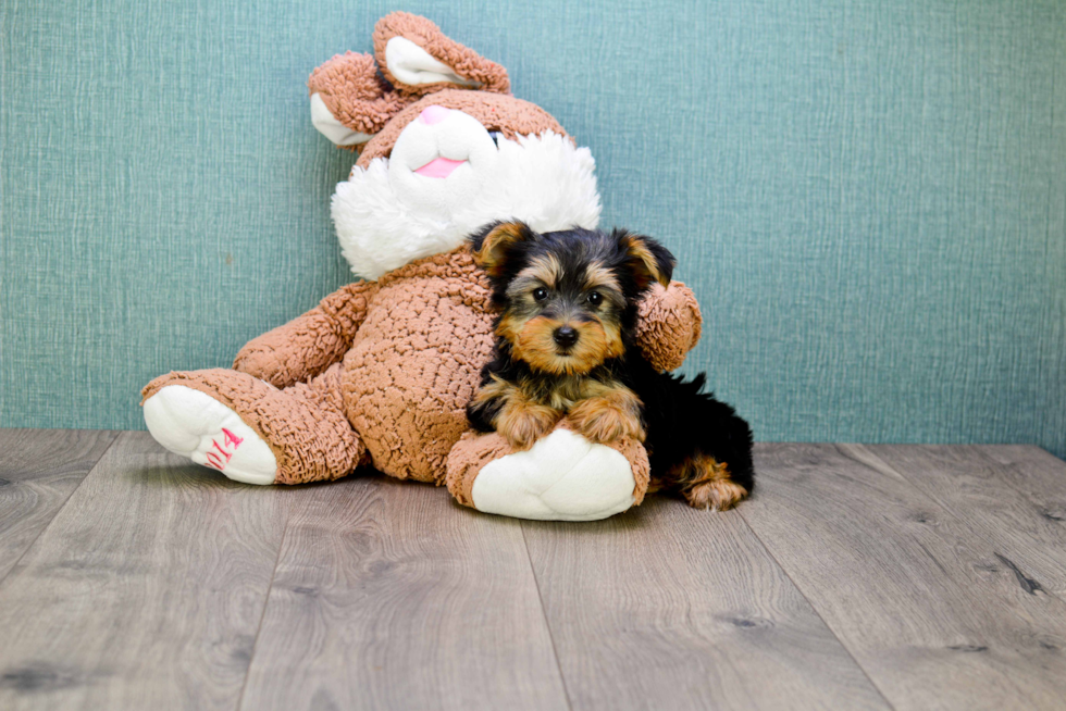 Meet Snickers - our Yorkshire Terrier Puppy Photo 