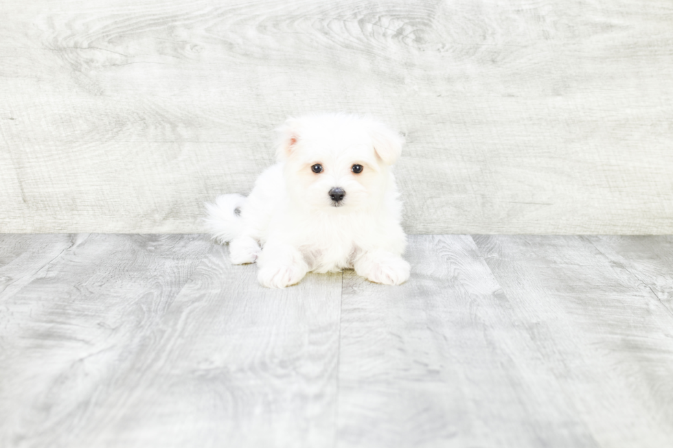 Maltese Pup Being Cute