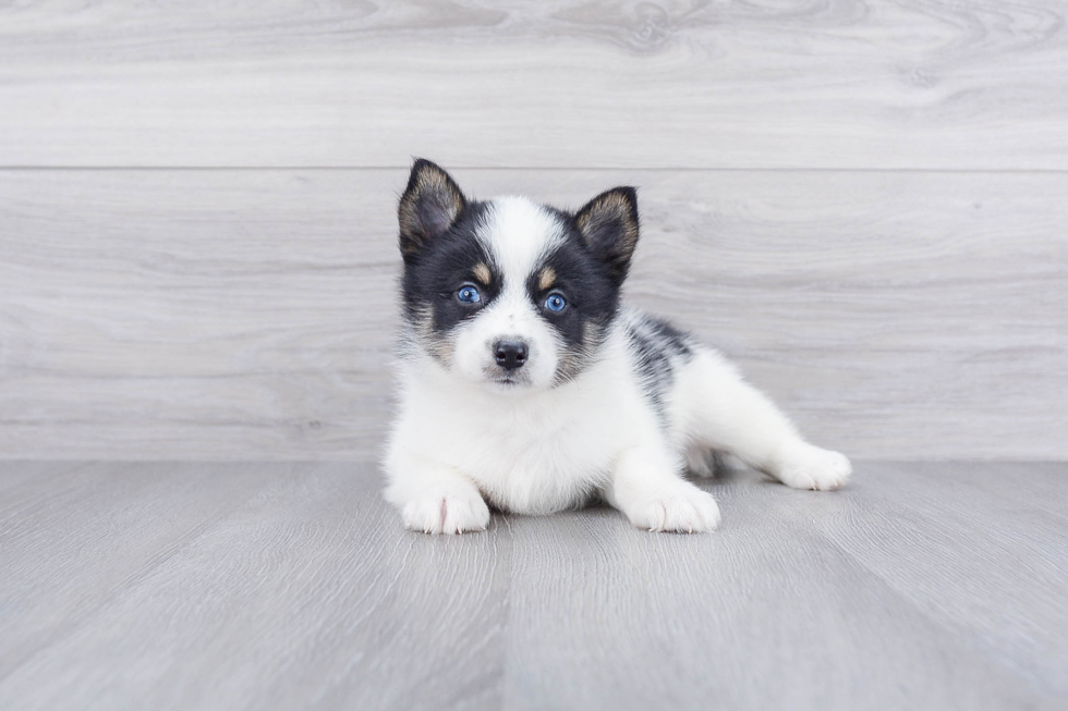 Petite Pomsky Designer Pup