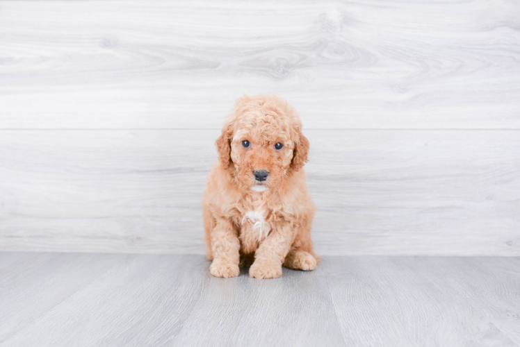 Mini Goldendoodle Pup Being Cute