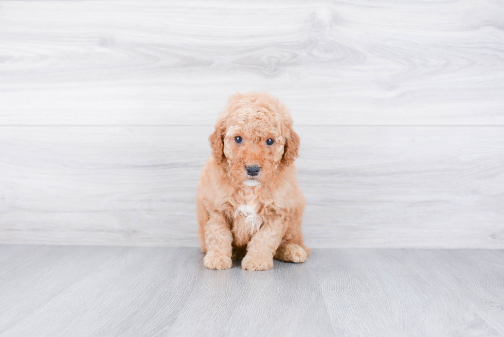 Mini Goldendoodle Pup Being Cute