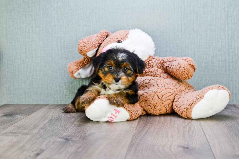 Cute Shorkie Baby