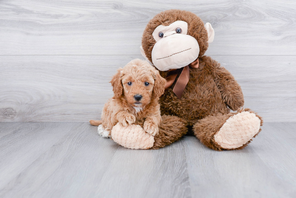 Playful Golden Retriever Poodle Mix Puppy