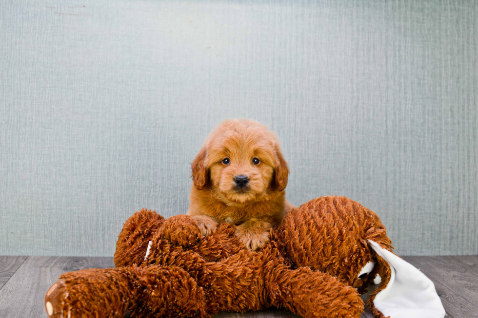 Mini Goldendoodle Pup Being Cute