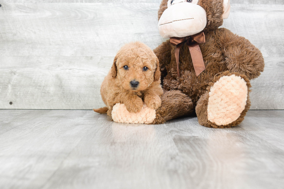 Popular Mini Goldendoodle Poodle Mix Pup