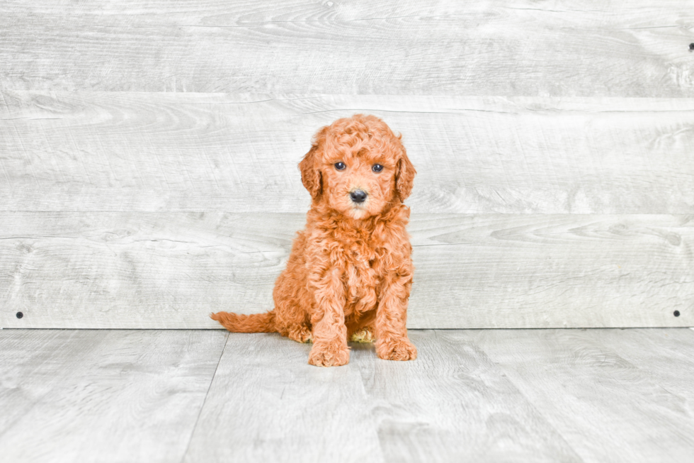 Best Mini Goldendoodle Baby