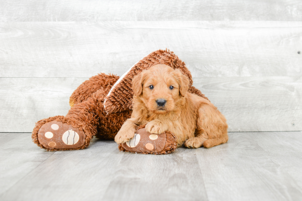 Mini Goldendoodle Puppy for Adoption