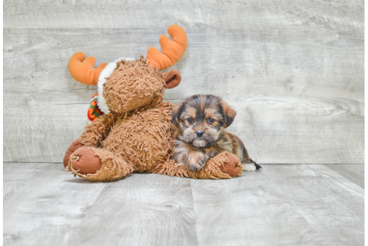 Fluffy Shorkie Designer Pup