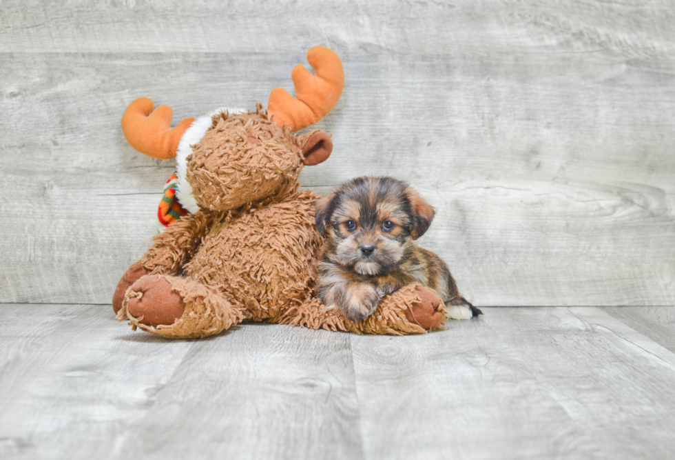 Fluffy Shorkie Designer Pup