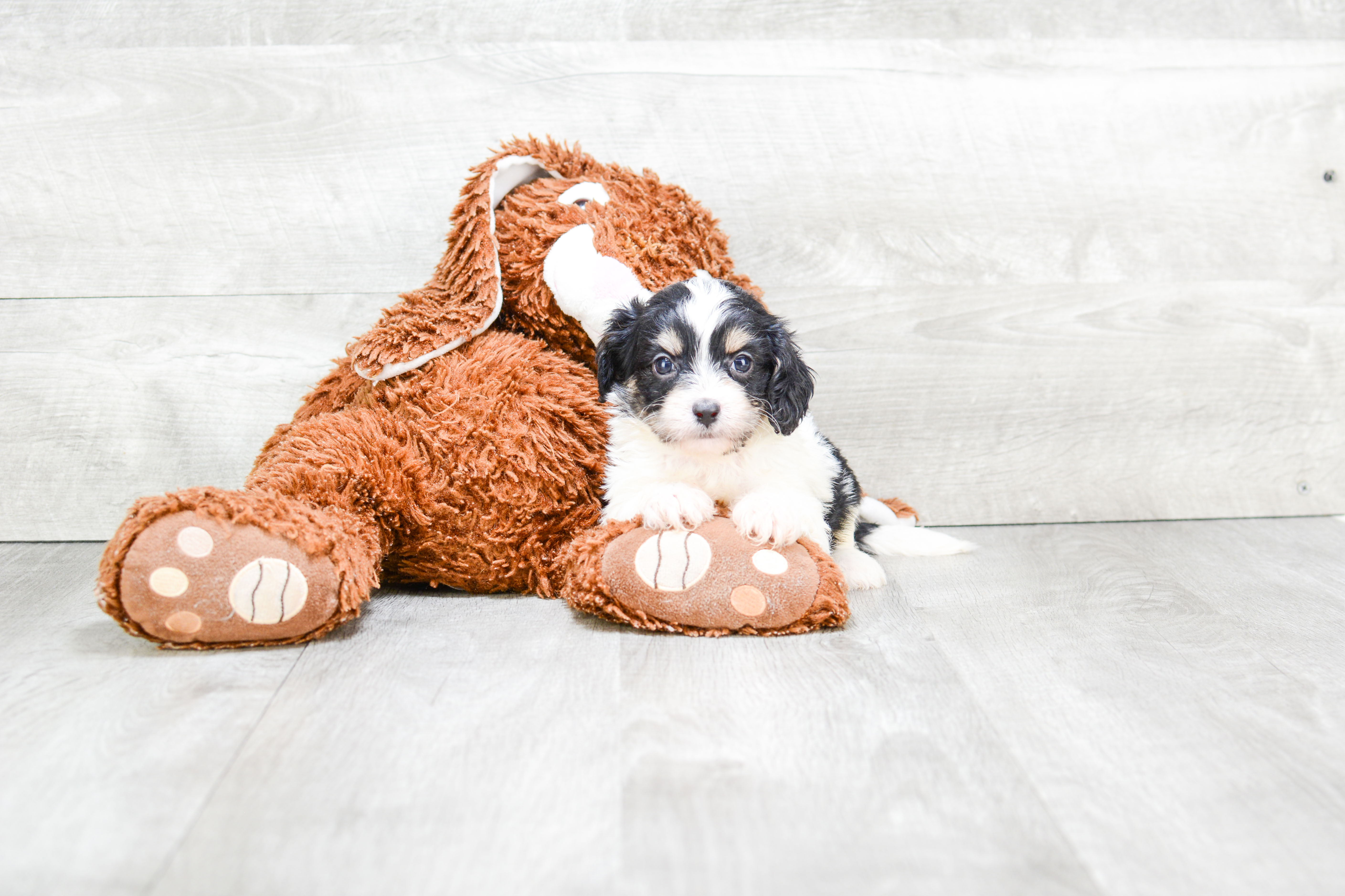 Smart Cavachon Designer Pup