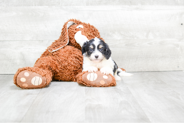 Smart Cavachon Designer Pup