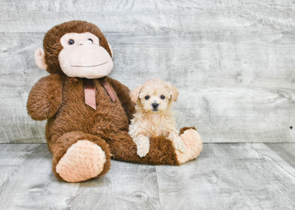 Hypoallergenic Havanese Purebred Pup