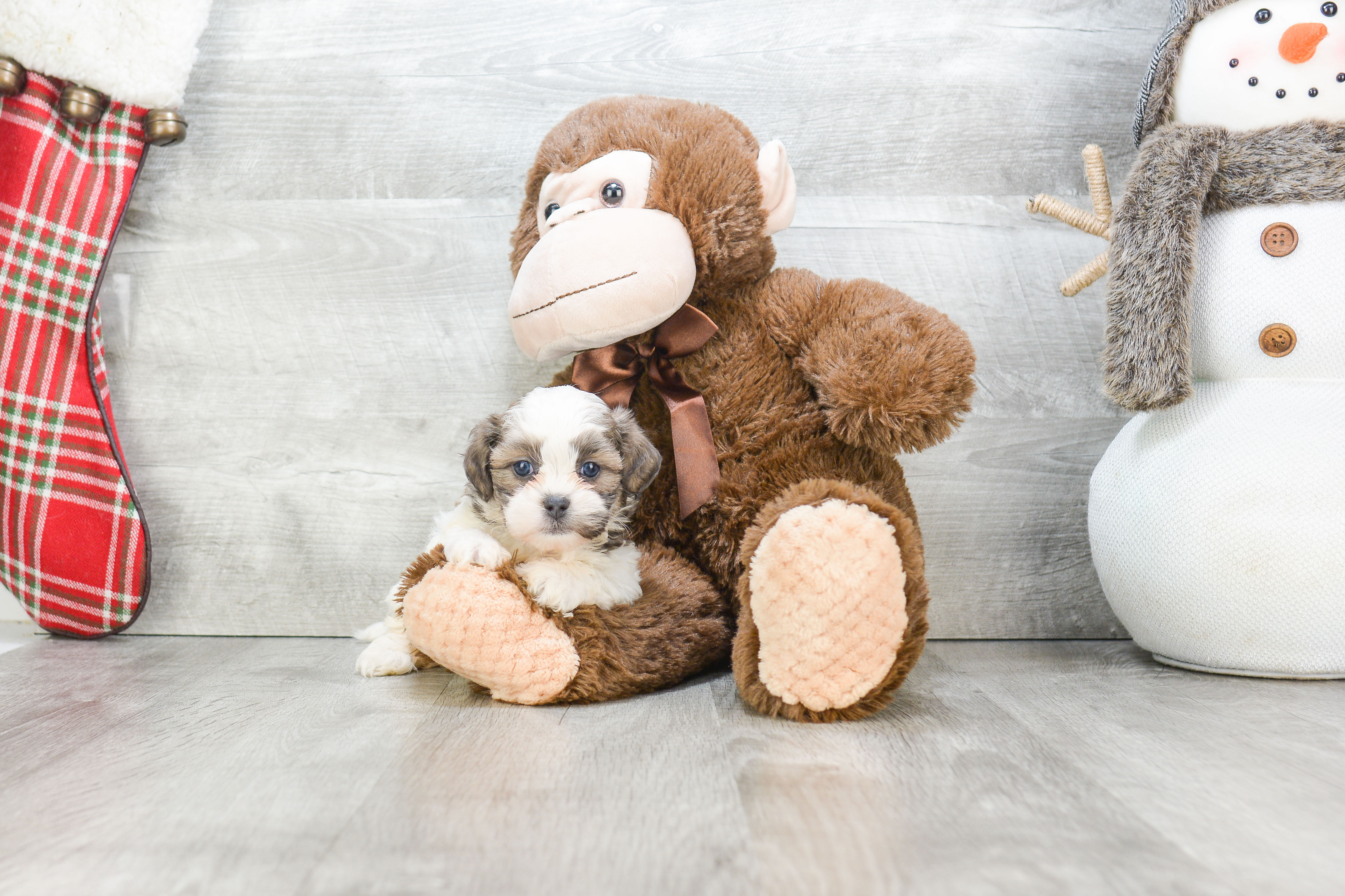 Hypoallergenic Shi Chon Designer Puppy