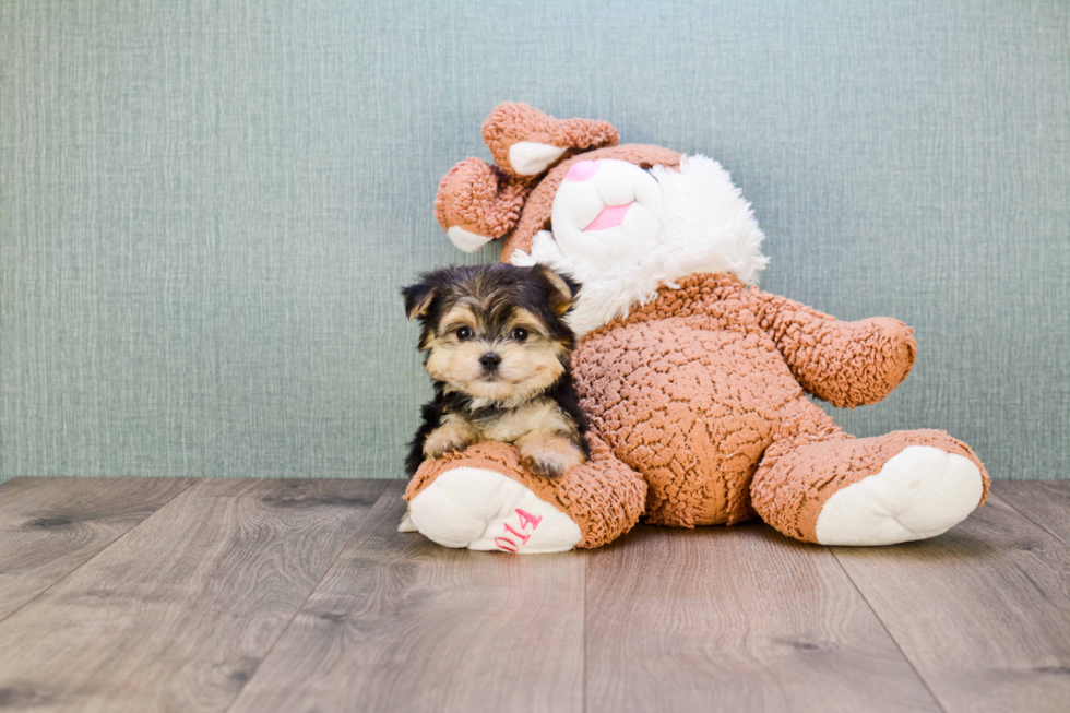 Morkie Pup Being Cute