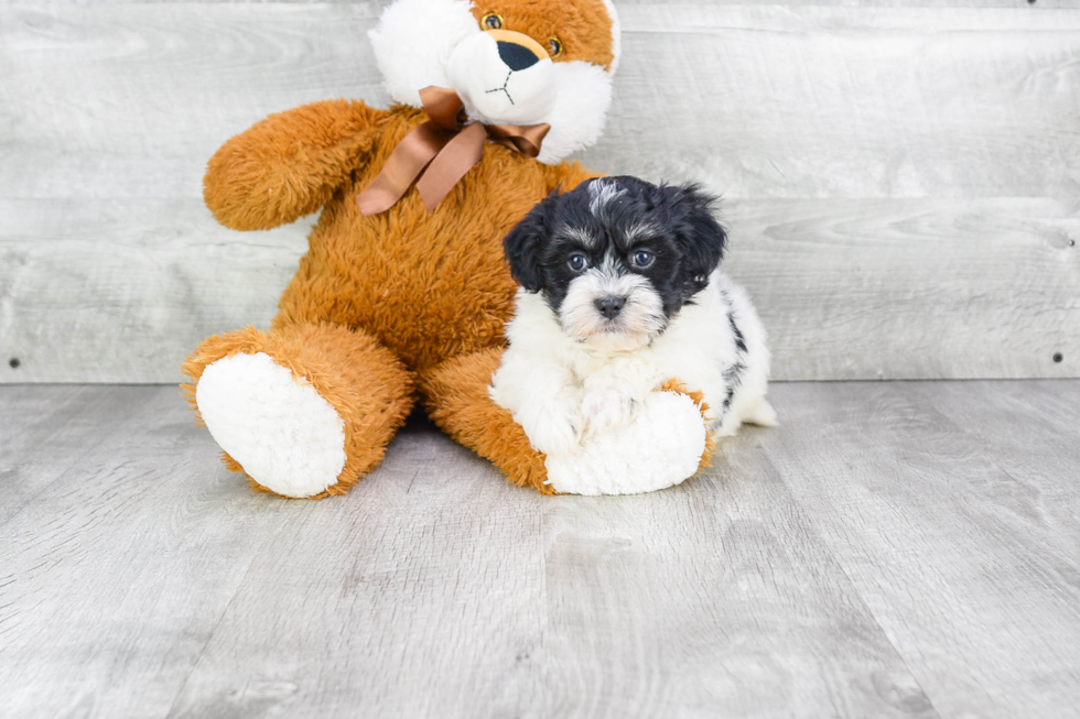 Best Havanese Baby