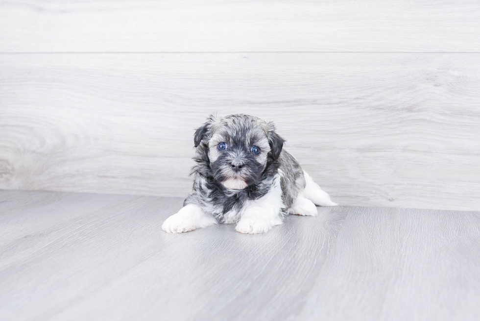 Havanese Pup Being Cute