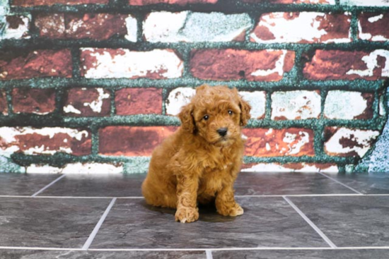 Mini Goldendoodle Puppy for Adoption