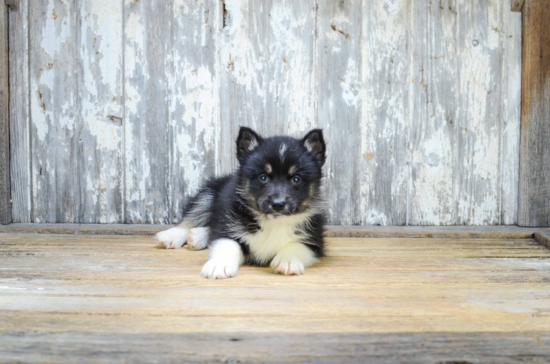 Pomsky Puppy for Adoption