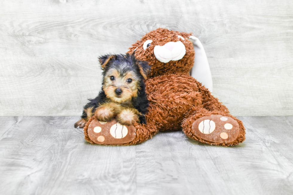 Meet Beyonce - our Yorkshire Terrier Puppy Photo 