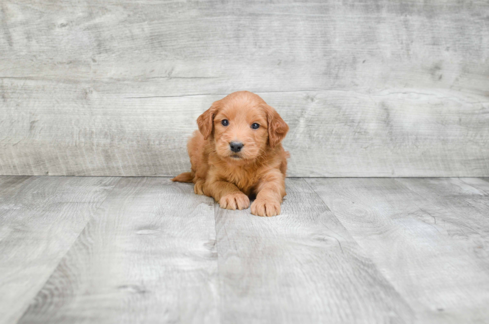 Happy Mini Goldendoodle Baby