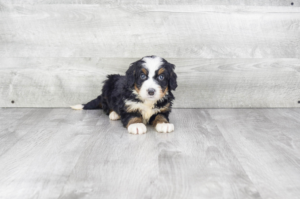 Mini Bernedoodle Pup Being Cute