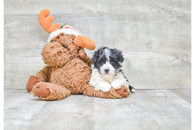 Akc Registered Havanese Baby