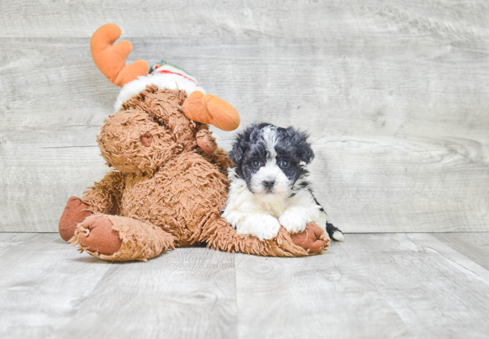 Akc Registered Havanese Baby